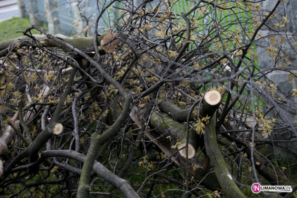 104-letni dąb stracił konary... przez wybory - zdjęcie 2