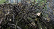 104-letni dąb stracił konary... przez wybory - zdjęcie 2