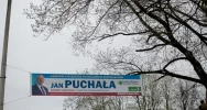 104-letni dąb stracił konary... przez wybory - zdjęcie 3