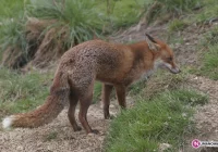 Ruszają szczepienia, lepiej nie wchodzić do lasu - zdjęcie główne