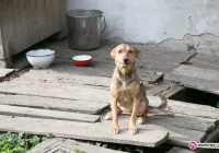 7 piesków szuka nowego domu - zdjęcie główne