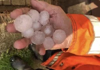 Ogromne straty sadowników wskutek gradobicia - opiewają na 12 mln zł - zdjęcie główne