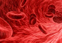 Wystarczy 200 kalorii dziennie mniej i tętnice będą zdrowsze - zdjęcie główne