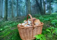 Bezpieczne grzybobranie - co robić, aby zapobiegać zatruciom? - zdjęcie główne