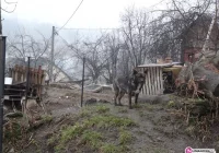 Skarga na burmistrza - powodem psy - zdjęcie główne