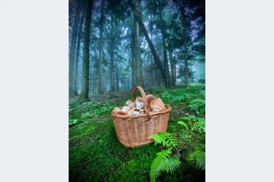 Wrzesień dobry dla grzybiarzy? IMiGW prognozuje dobrą pogodę - zdjęcie 2