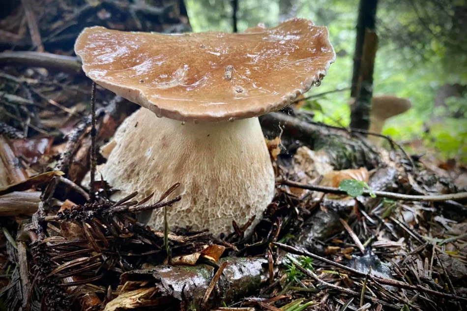 Wrzesień dobry dla grzybiarzy? IMiGW prognozuje dobrą pogodę - zdjęcie 3