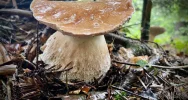 Wrzesień dobry dla grzybiarzy? IMiGW prognozuje dobrą pogodę - zdjęcie 3