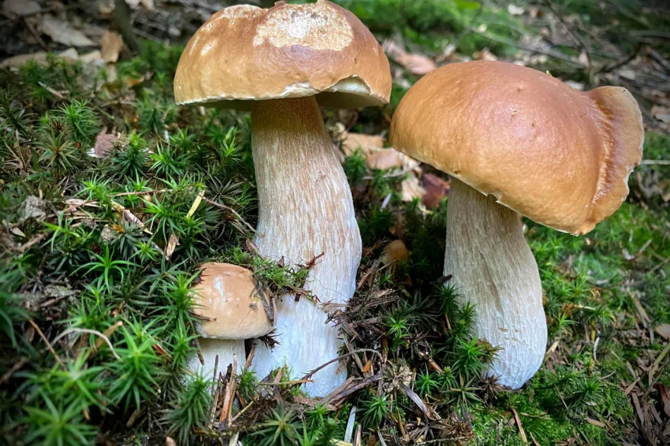 Wrzesień dobry dla grzybiarzy? IMiGW prognozuje dobrą pogodę - zdjęcie 4