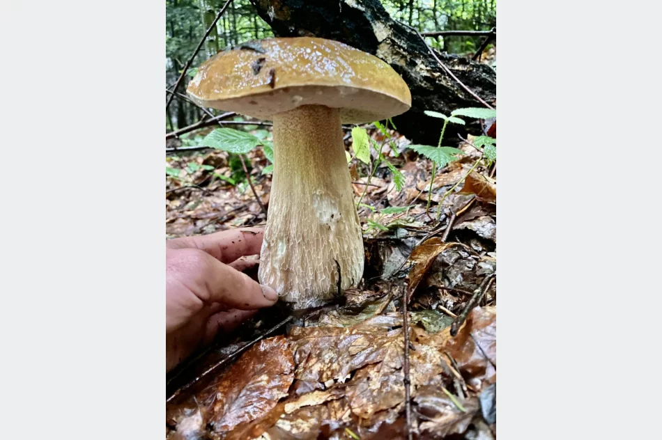 Wrzesień dobry dla grzybiarzy? IMiGW prognozuje dobrą pogodę - zdjęcie 5