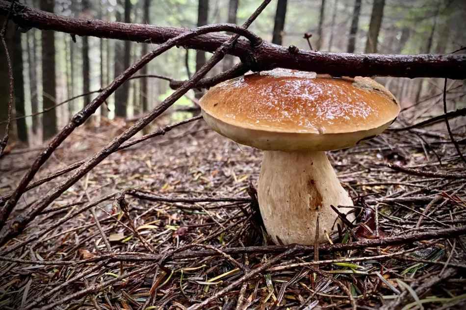 Wrzesień dobry dla grzybiarzy? IMiGW prognozuje dobrą pogodę - zdjęcie 6