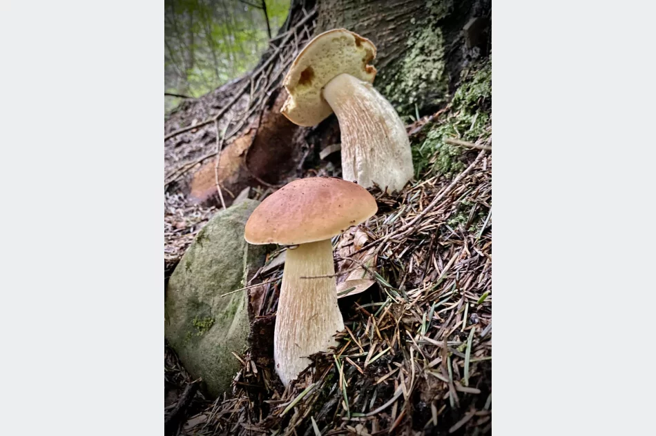 Wrzesień dobry dla grzybiarzy? IMiGW prognozuje dobrą pogodę - zdjęcie 7