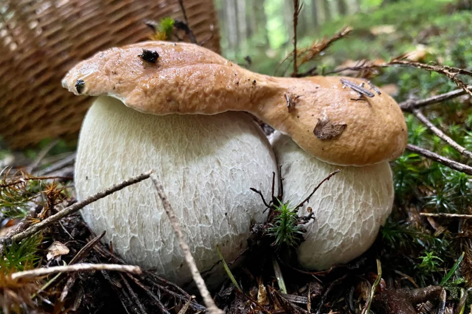 Wrzesień dobry dla grzybiarzy? IMiGW prognozuje dobrą pogodę - zdjęcie 8