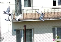 Miasto apeluje o... niekarmienie gołębi - zdjęcie główne