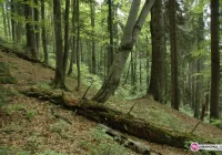 W górach znaleziono szczątki narciarza - zdjęcie główne