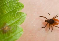 To musisz przeczytać: borelioza – fakty i mity - zdjęcie główne