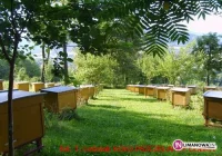 Mają swoją 'dobrą' pszczołę - zdjęcie główne