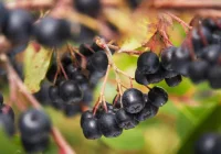 Czy aronia jest zdrowa? To "superfoods" - zdjęcie główne