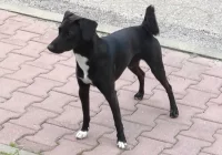 Zabłąkany pies - zdjęcie główne