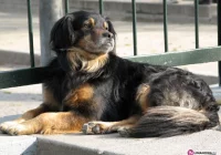 Apelują o utworzenie schroniska - zdjęcie główne