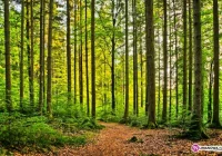 Wóz przygniótł mężczyznę. Zginął na miejscu - zdjęcie główne