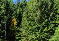 Zderzenie trzech pojazdów na drodze wojewódzkiej - zdjęcie główne