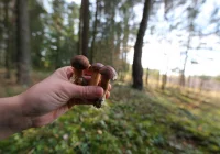 W polskich lasach mamy 1,4 tys. gatunków grzybów jadalnych; ale trzeba być bardzo ostrożnym - zdjęcie główne