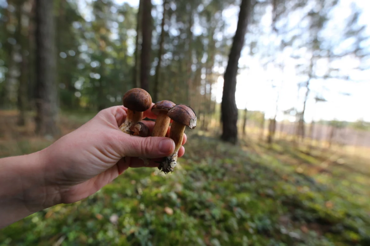 W polskich lasach mamy 1,4 tys. gatunków grzybów jadalnych; ale trzeba być bardzo ostrożnym