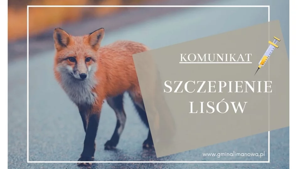 Komunikat dotyczący szczepienia lisów - zdjęcie 1