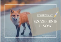 Komunikat dotyczący szczepienia lisów - zdjęcie główne