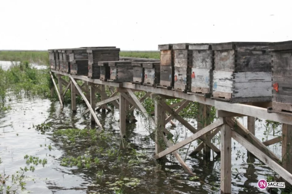 Świat przez tydzień kręcił się wokół miodu - zdjęcie 2
