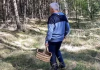 Policja apeluje o bezpieczne grzybobranie - zdjęcie główne