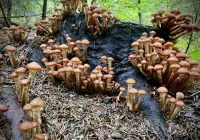 Optymistyczna prognoza pogody na weekend. W lasach pełno opieniek - zdjęcie główne