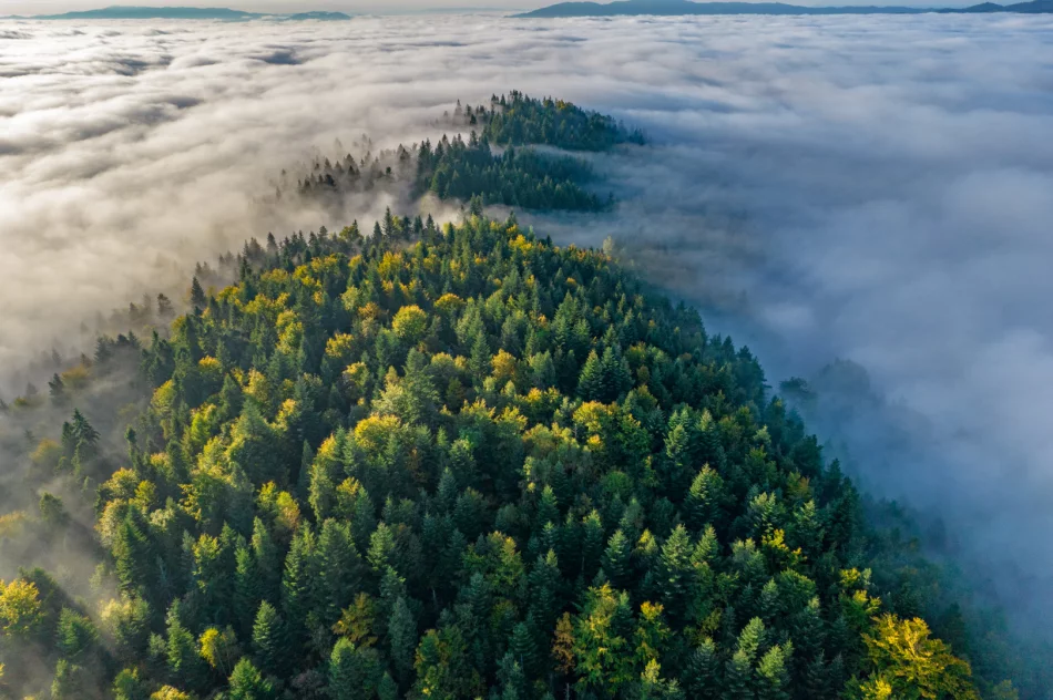 Mglisty poranek w Beskidzie Wyspowym - zdjęcie 17