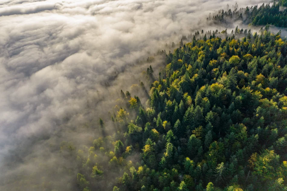 Mglisty poranek w Beskidzie Wyspowym - zdjęcie 20