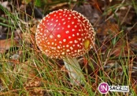Grzyby smaczne, ale niebezpieczne - zdjęcie główne