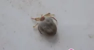 Są deszcze, będą kleszcze! - zdjęcie 2