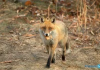 Po zmianie terminu rozpoczęto akcję szczepień  - zdjęcie główne
