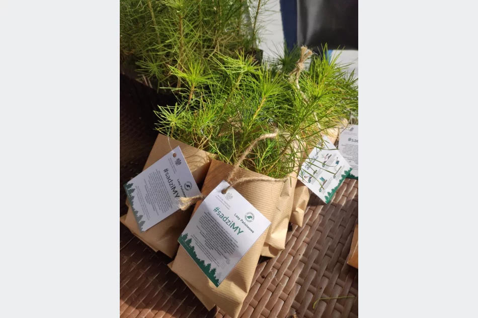 Leśnicy rozdawali darmowe sadzonki - zdjęcie 5