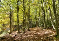 Złota polska jesień? Jest szansa - zdjęcie główne