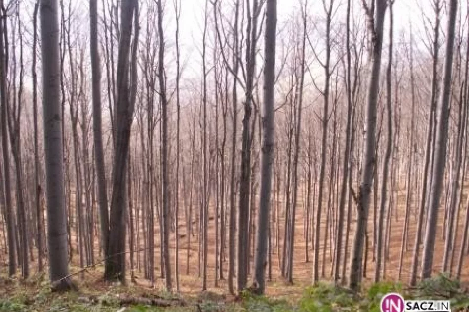 Niedzielni turyści: Hala Łabowska - zdjęcie 2