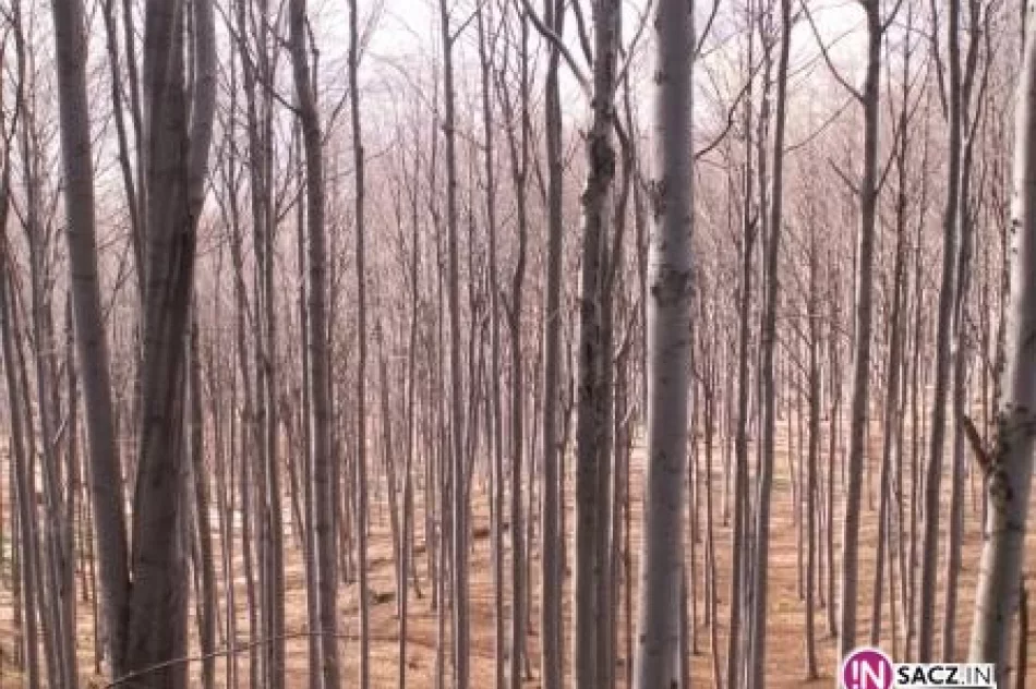 Niedzielni turyści: Hala Łabowska - zdjęcie 3