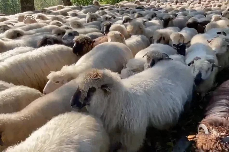 Jesienny redyk w Gorcach - zdjęcie 4