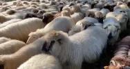 Jesienny redyk w Gorcach - zdjęcie 4
