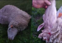 Trzy ataki wilków w przeciągu miesiąca w tym samym gospodarstwie - zdjęcie główne