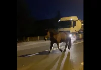 Koń biegał po drodze krajowej, mandat dla właściciela - zdjęcie główne