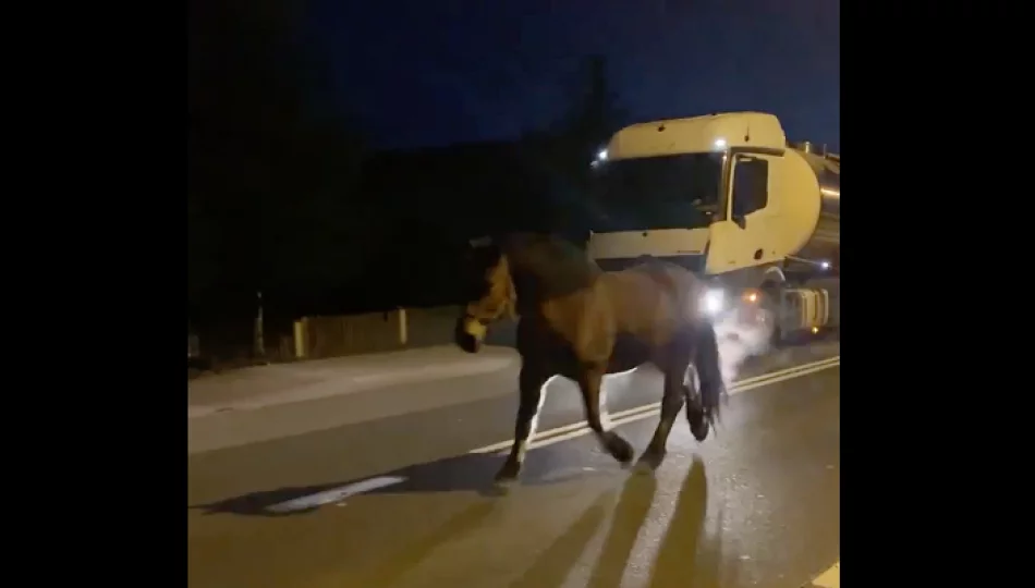Koń biegał po drodze krajowej, mandat dla właściciela - zdjęcie 1