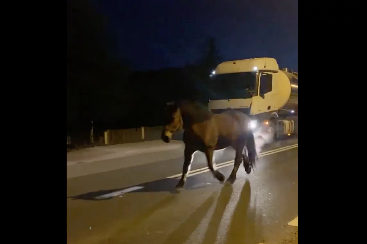 Koń biegał po drodze krajowej, mandat dla właściciela
