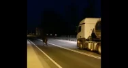 Koń biegał po drodze krajowej, mandat dla właściciela - zdjęcie 2