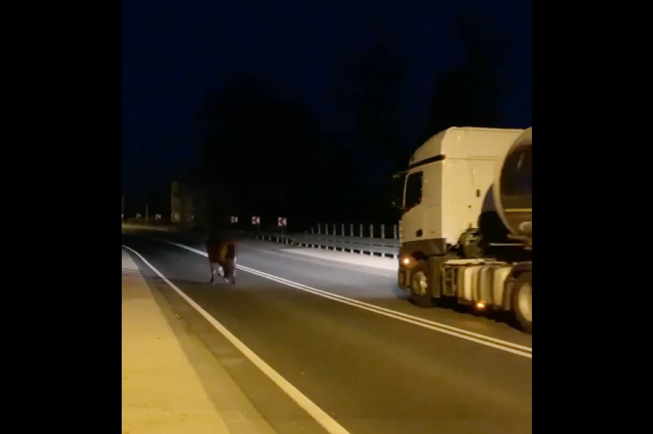 Koń biegał po drodze krajowej, mandat dla właściciela - zdjęcie 2